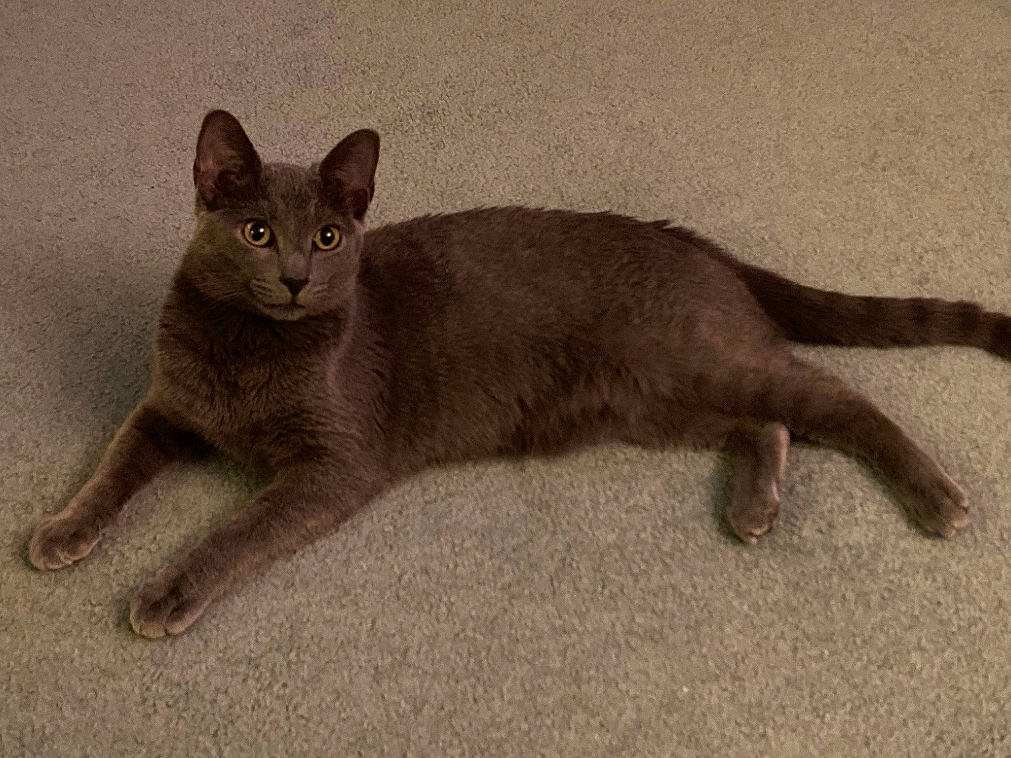 Addy joined the competition — help win amazing prizes! balance, carnivore, cat, domestic_short_haired_cat, fawn, felidae, fur, russian_blue, small_to_medium_sized_cats, snout, tail, terrestrial_animal, whiskers, window