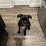 dog, black_dog, puppy, floor, wooden_floor, kitchen, door, appliance, pet, animal, indoor, looking_up, waiting, cute, small_dog, ears, fur, white_patch, home, flooring