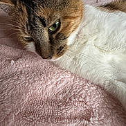 Rachel Green is registered to the contest to win money with this photo: cat, close_up, green_eyes, fur, whiskers, pink_blanket, texture, pet, resting, indoor, animal, mammal, calm, cute, feline, soft, lying_down, relaxed, domestic_cat, portrait