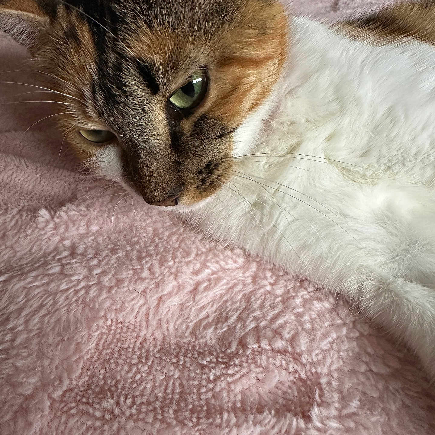 Rachel Green is registered to the contest to win money with this photo: cat, close_up, green_eyes, fur, whiskers, pink_blanket, texture, pet, resting, indoor, animal, mammal, calm, cute, feline, soft, lying_down, relaxed, domestic_cat, portrait