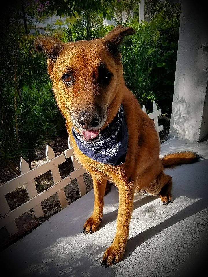 Autumn joined the competition — help win amazing prizes! ancient_dog_breeds, canidae, carnivore, collar, companion_dog, dog, dog_breed, eye, fawn, fur, guard_dog, herding_dog, hunting_dog, plant, snout, sporting_group, street_dog, whiskers, working_animal, working_dog