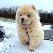 Veïkã a rejoint le concours — aidez-le/la à gagner de superbes lots ! dog, puppy, fluffy, cream_colored, chow_chow, snow, winter, outdoor, portrait, standing, fur, cute, adorable, black_nose, ears, paws, leash, snowy_ground, trees, nature