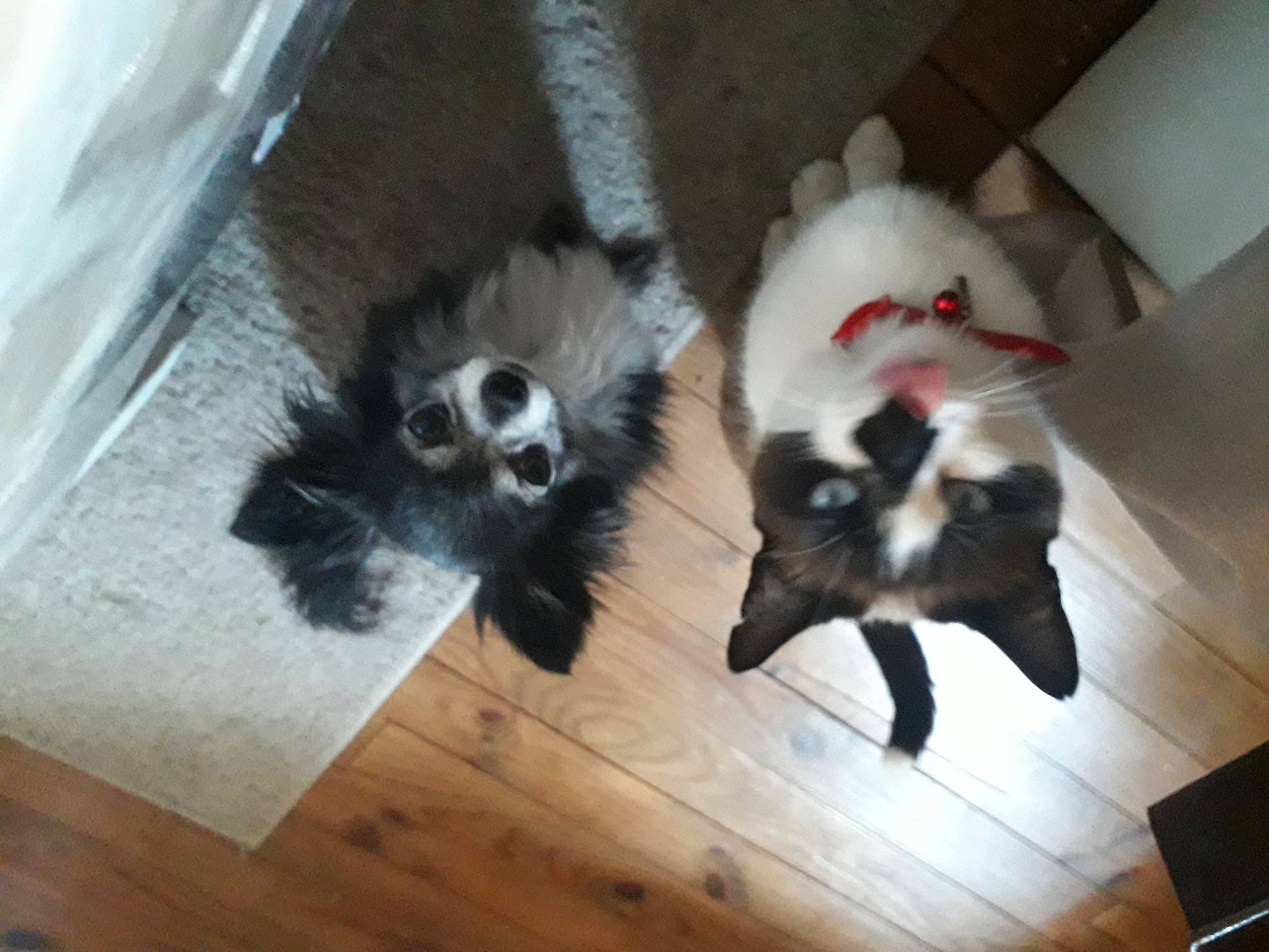 Gribouille participe au concours pour gagner de l'argent avec cette photo : canidae, carnivore, cat, companion_dog, dog_breed, felidae, flooring, fur, hardwood, laminate_flooring, paw, small_to_medium_sized_cats, snout, sporting_group, tail, toy_dog, whiskers, wood, wood_flooring, wood_stain