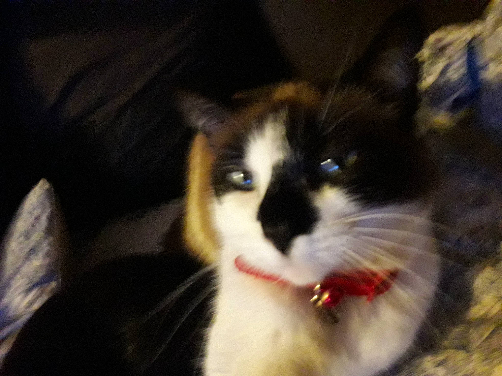 Gribouille a rejoint le concours — aidez-le/la à gagner de superbes lots ! carnivore, cat, domestic_short_haired_cat, felidae, fur, small_to_medium_sized_cats, snout, tail, whiskers, window