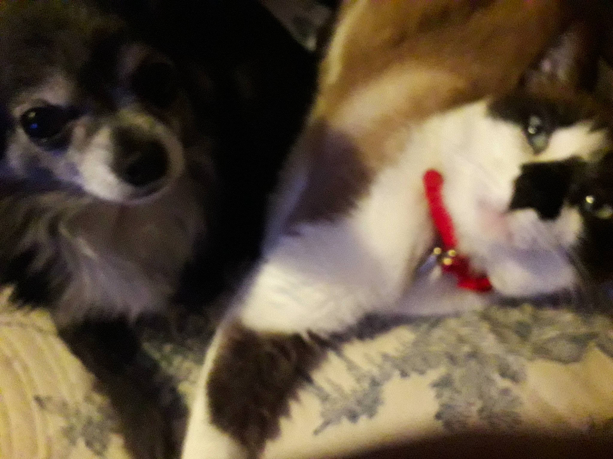 Gribouille participe au concours pour gagner de l'argent avec cette photo : canidae, carnivore, cat, claw, companion_dog, dog, dog_breed, domestic_short_haired_cat, felidae, fur, non_sporting_group, paw, small_to_medium_sized_cats, snout, tail, terrestrial_animal, toy_dog, whiskers, working_animal, working_dog