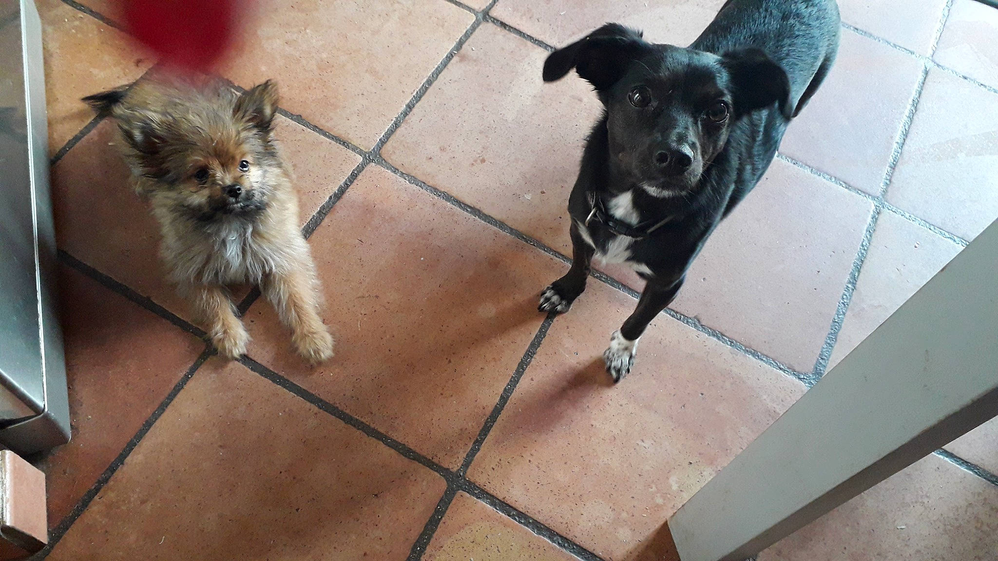 Ulla participe au concours pour gagner de l'argent avec cette photo : canidae, carnivore, companion_dog, dog, dog_breed, dog_supply, fawn, flooring, fur, paw, pet_supply, puppy, small_terrier, snout, sporting_group, tail, terrier, toy_dog, whiskers, working_animal