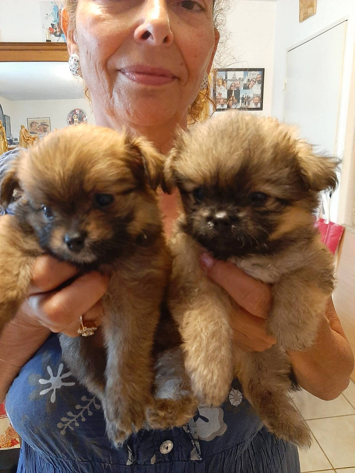 Ulla a rejoint le concours — aidez-le/la à gagner de superbes lots ! bookcase, canidae, carnivore, companion_dog, dog, dog_breed, fawn, fur, liver, non_sporting_group, picture_frame, shelf, shelving, skin, smile, snout, sporting_group, terrestrial_animal, toy_dog, working_animal