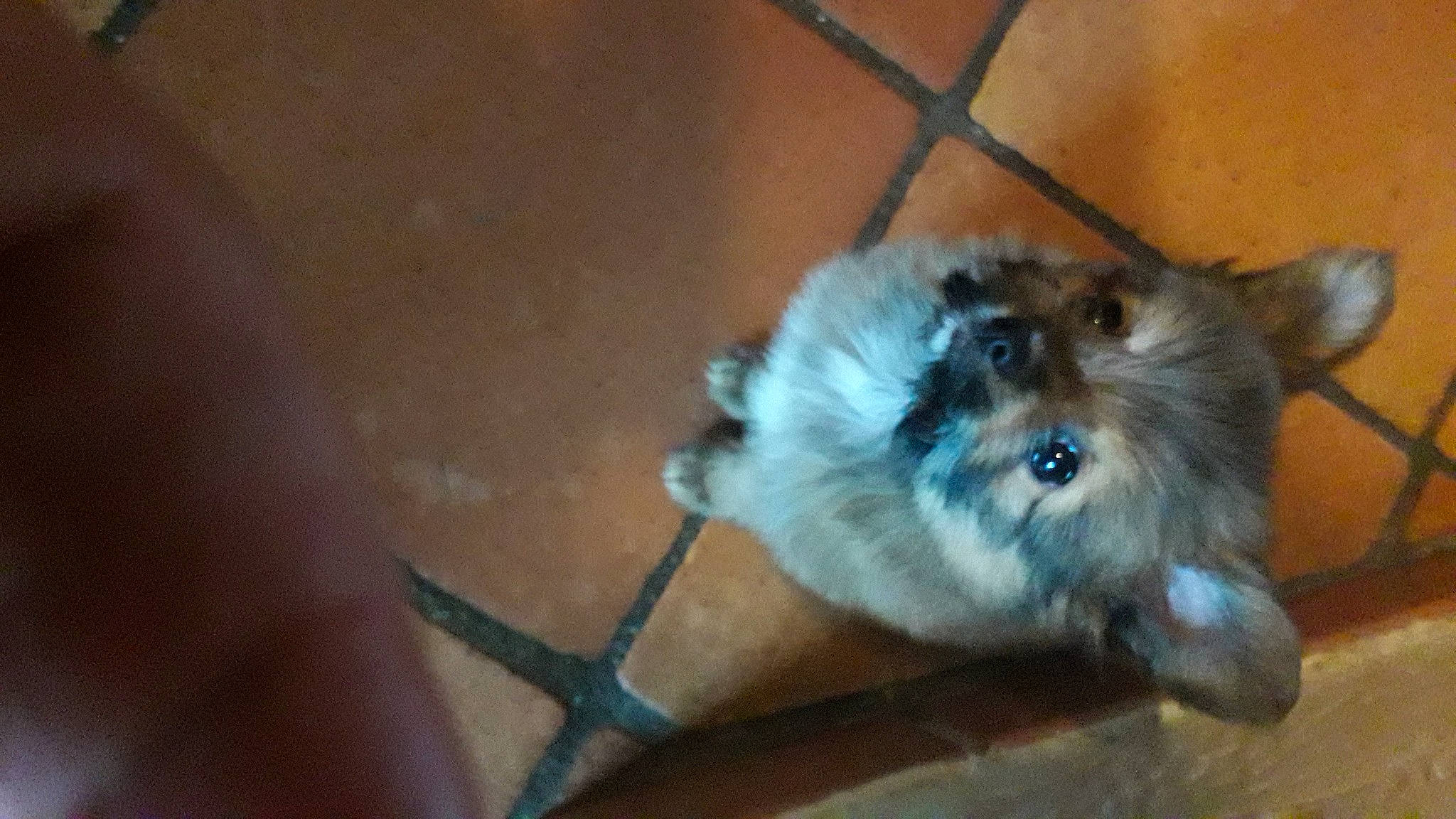 Ulla participe au concours pour gagner de l'argent avec cette photo : canidae, carnivore, companion_dog, dog, dog_breed, fawn, flooring, fur, hardwood, paw, rodent, snout, toy_dog, whiskers, wood