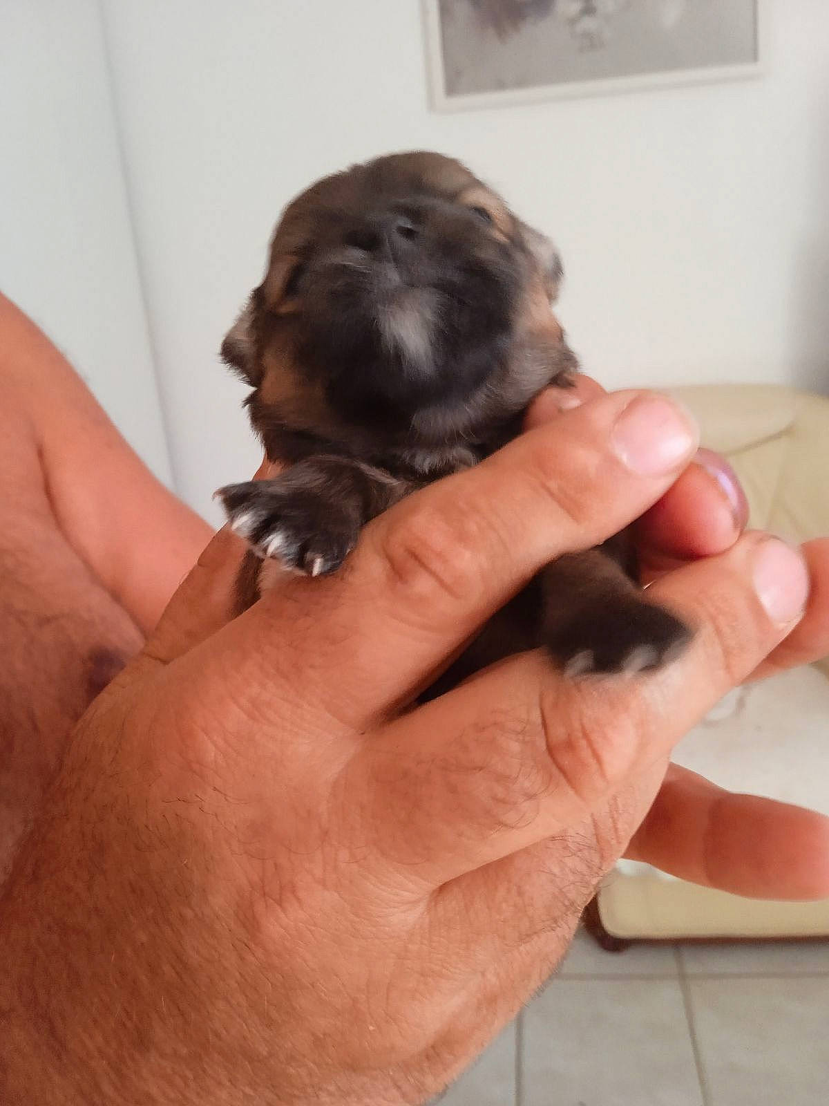 Ulla participe au concours pour gagner de l'argent avec cette photo : canidae, carnivore, companion_dog, dog, dog_breed, ear, felidae, finger, fur, gesture, hand, liver, nail, small_to_medium_sized_cats, snout, sporting_group, thumb, toy_dog, whiskers, working_animal