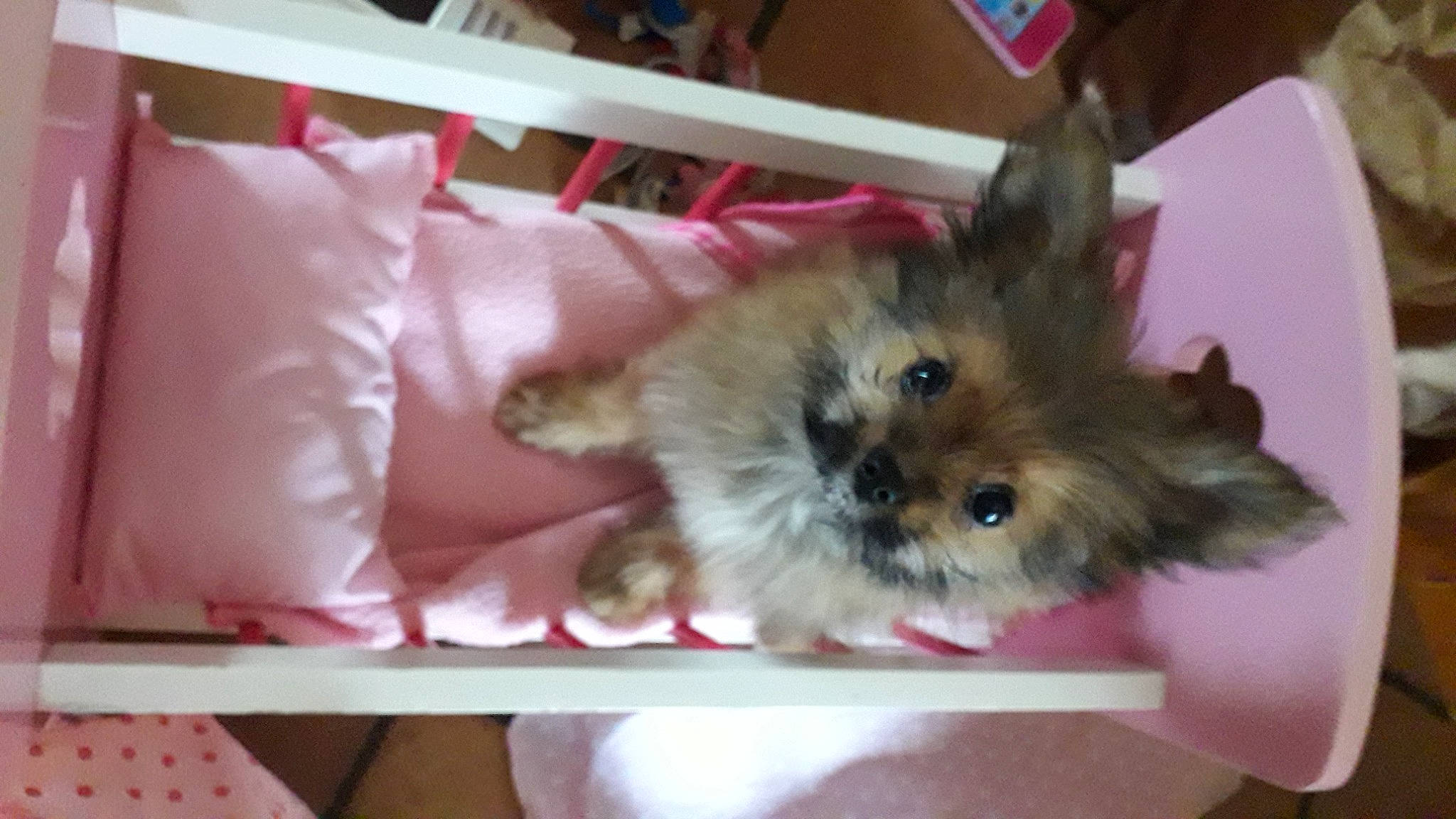 Ulla a rejoint le concours — aidez-le/la à gagner de superbes lots ! canidae, carnivore, companion_dog, dog, dog_breed, dog_supply, fawn, felidae, fur, non_sporting_group, small_terrier, small_to_medium_sized_cats, sporting_group, toy_dog, whiskers, working_animal, yorkipoo