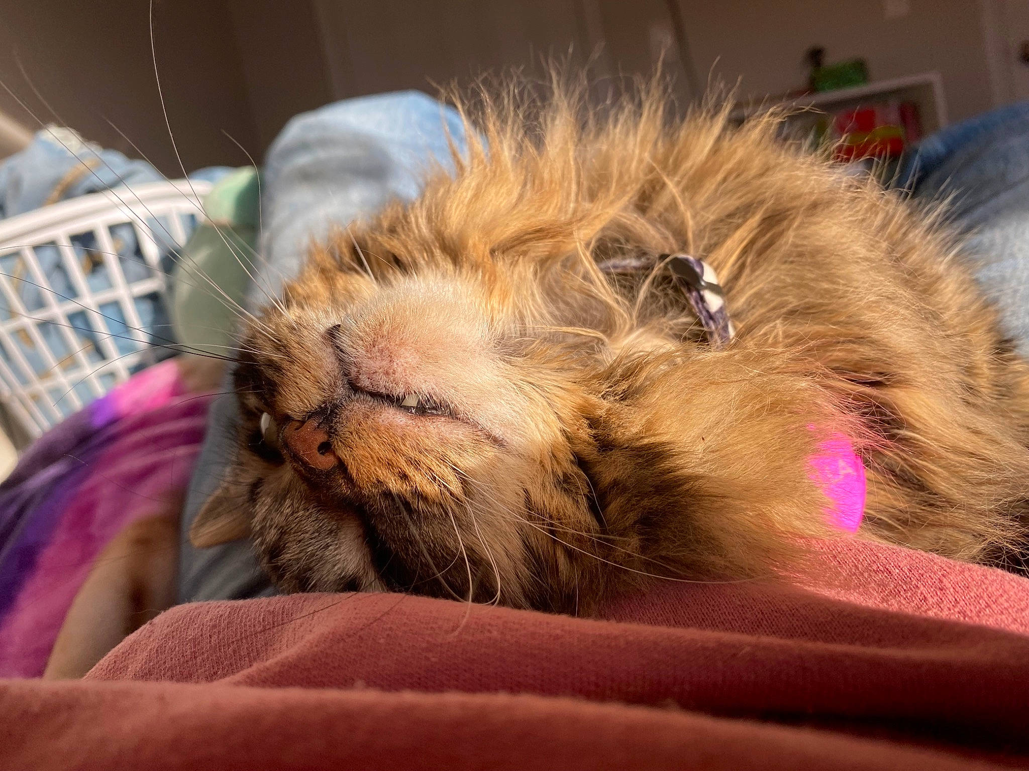 Bella joined the competition — help win amazing prizes! canidae, carnivore, cat, claw, comfort, companion_dog, dog_breed, domestic_short_haired_cat, fawn, felidae, fur, nap, paw, sleep, small_to_medium_sized_cats, snout, tail, terrestrial_animal, whiskers, wildlife