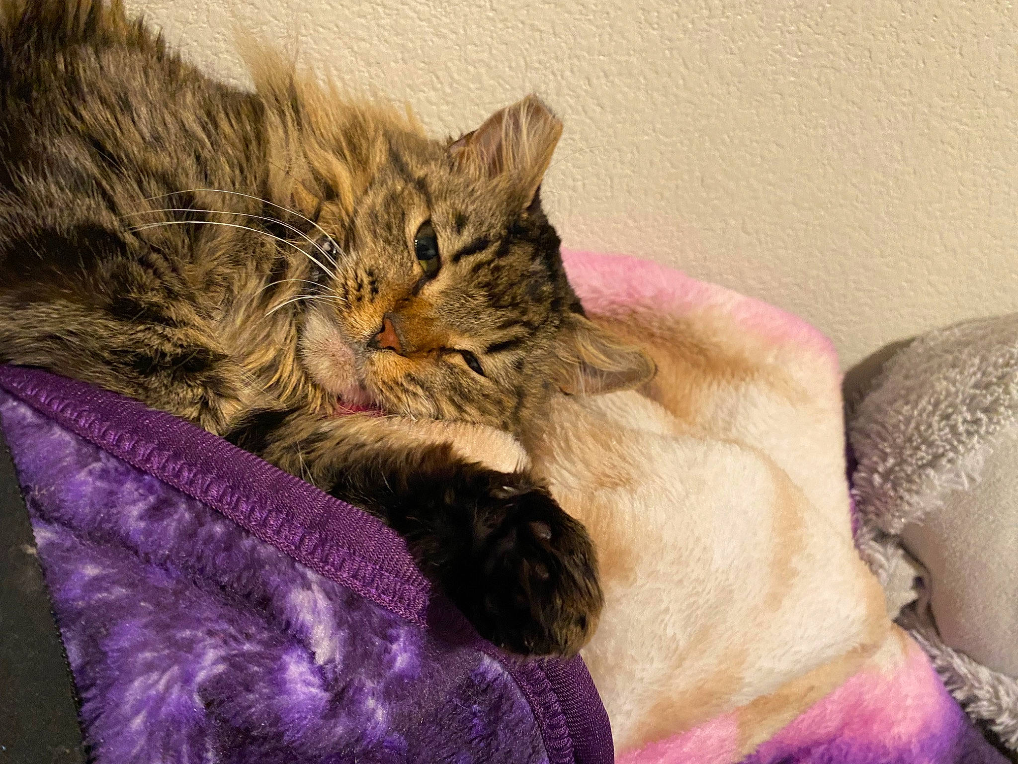 Bella is registered to the contest to win money with this photo: bed, carnivore, cat, claw, comfort, couch, domestic_short_haired_cat, fawn, felidae, fur, hug, lap, magenta, nap, paw, purple, sleep, small_to_medium_sized_cats, tail, whiskers