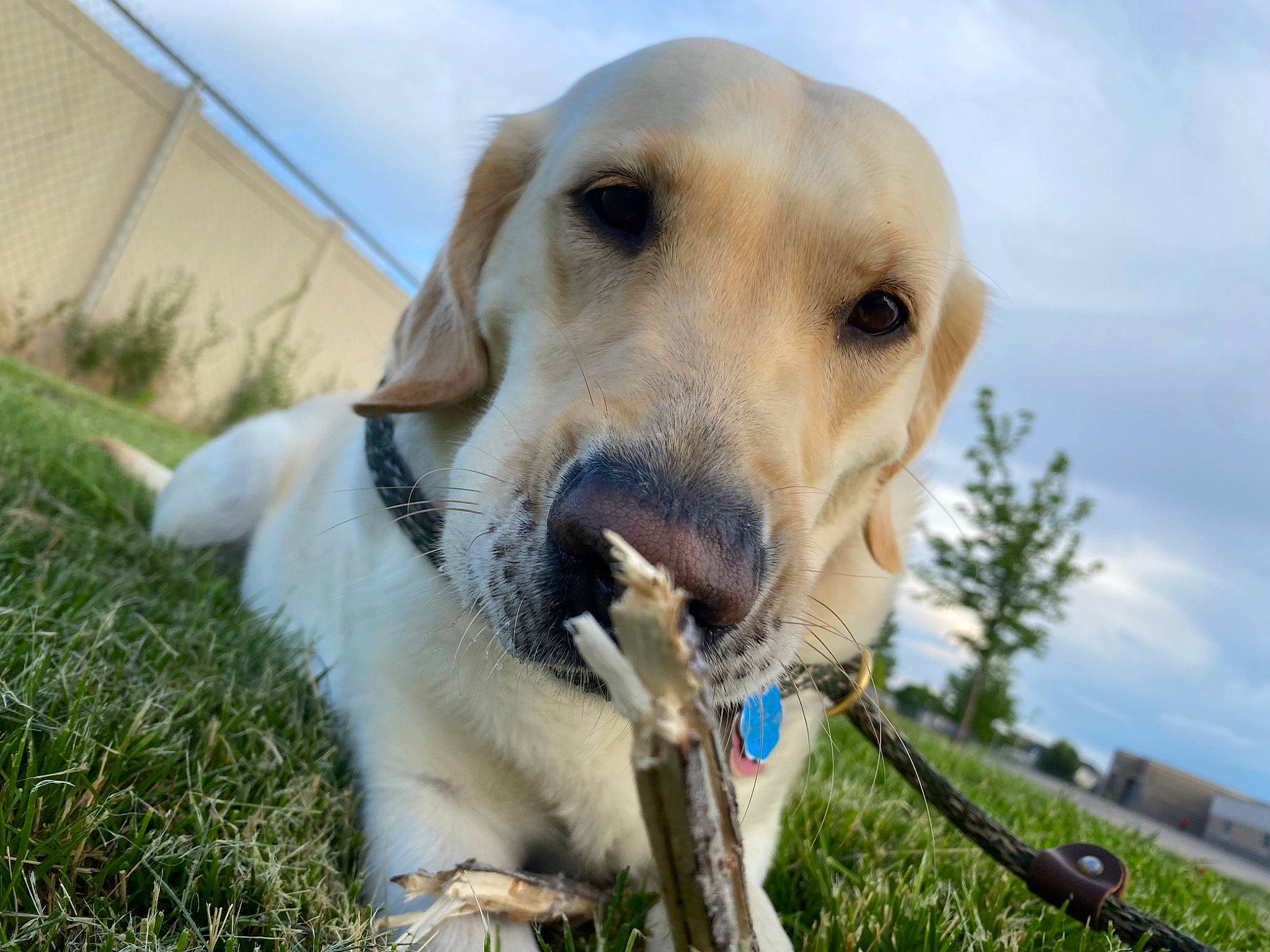 Hannah joined the competition — help win amazing prizes! carnivore, cloud, collar, companion_dog, dog, dog_breed, dog_collar, fang, fawn, grass, grassland, happy, labrador_retriever, plant, retriever, sky, terrestrial_animal, tree, whiskers, working_animal