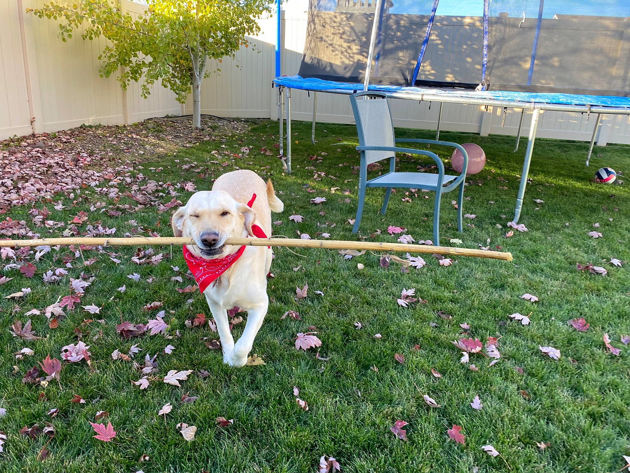 Hannah is registered to the contest to win money with this photo: canidae, carnivore, chair, companion_dog, dog, dog_breed, fawn, flooring, flower, garden, grass, groundcover, lawn, leisure, outdoor_furniture, petal, plant, shrub, sporting_group, tail