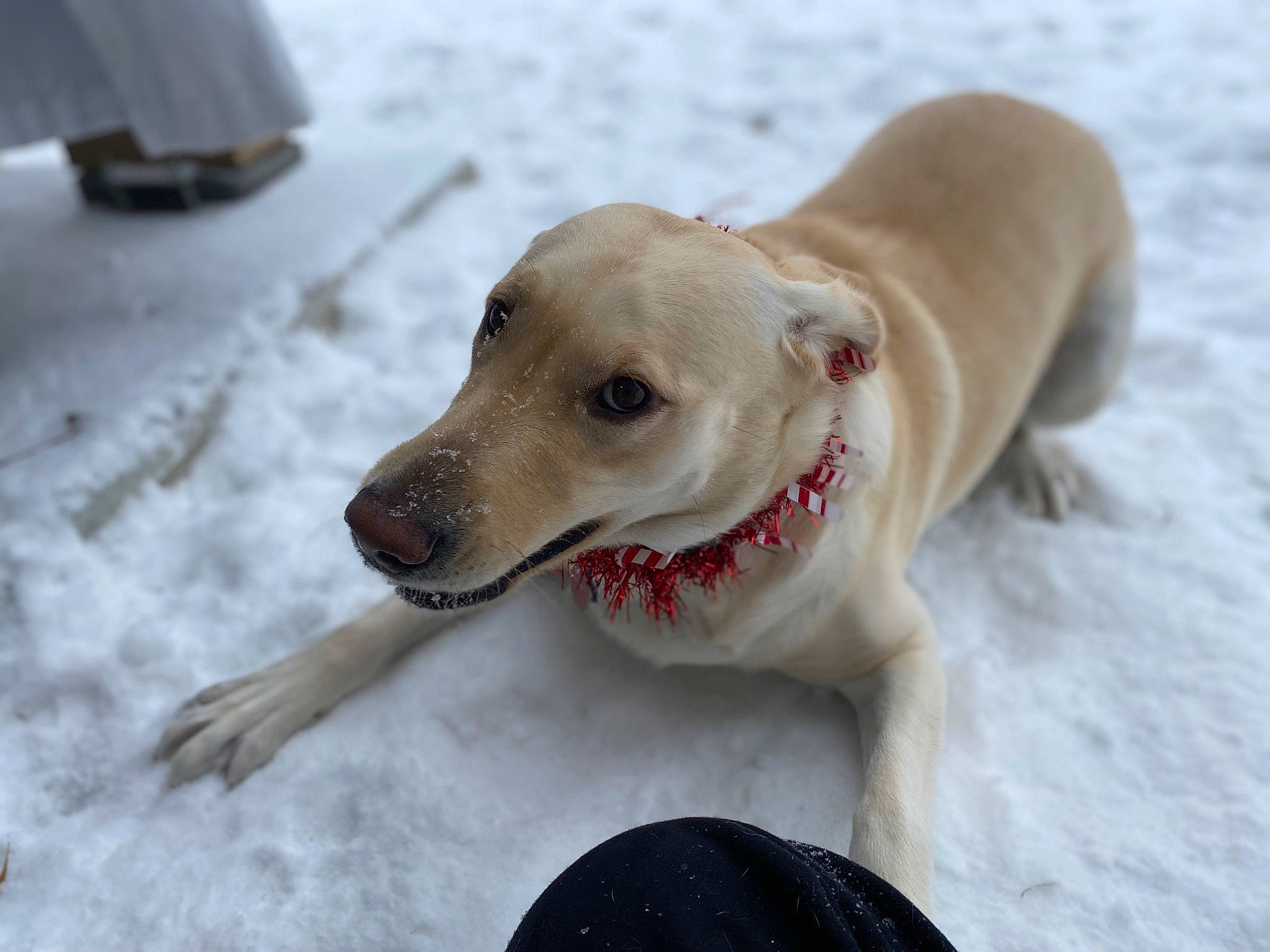 Hannah is registered to the contest to win money with this photo: carnivore, collar, companion_dog, dog, dog_breed, dog_collar, dog_supply, fawn, freezing, labrador_retriever, leash, paw, pet_supply, puppy, retriever, snow, whiskers, window, winter, working_animal