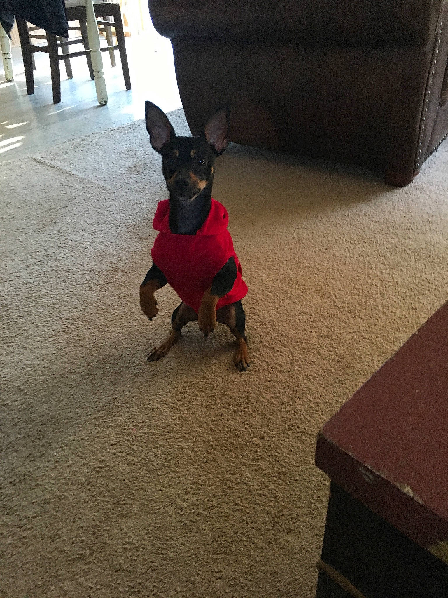 Doobie is registered to the contest to win money with this photo: carmine, carnivore, chair, chihuahua, collar, companion_dog, dog, dog_breed, dog_clothes, dog_collar, dog_supply, fawn, floor, flooring, pet_supply, prazsky_krysarik, snout, tail, toy_dog, working_animal