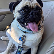 Zeus is registered to the contest to win money with this photo: dog, pug, pet, animal, car, seat, leash, collar, tongue_out, cute, happy, sitting, canine, companion, domestic_animal, mammal, short_hair, black_nose, ears, indoor