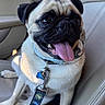 dog, pug, pet, animal, car, seat, leash, collar, tongue_out, cute, happy, sitting, canine, companion, domestic_animal, mammal, short_hair, black_nose, ears, indoor