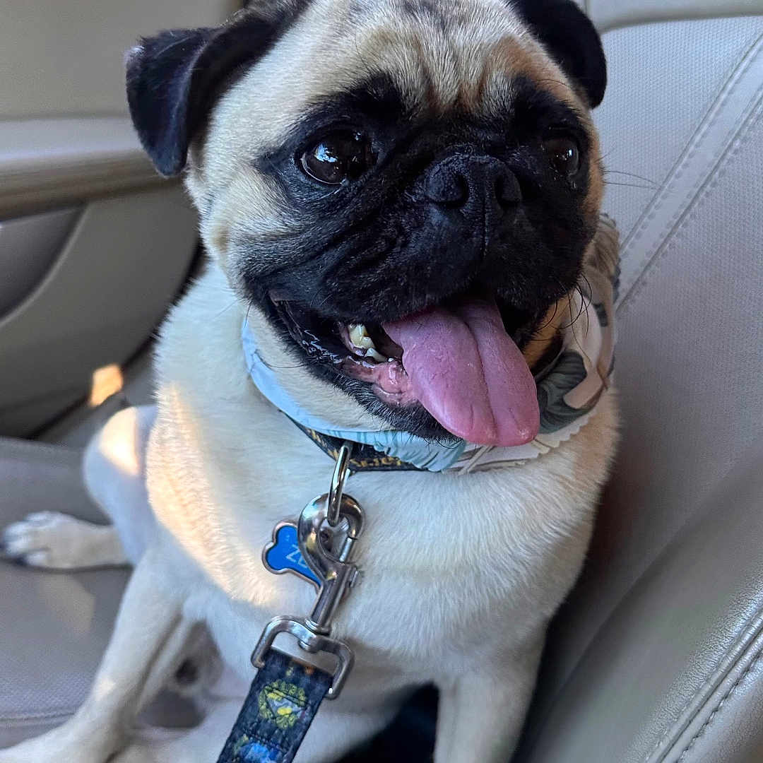 Zeus is registered to the contest to win money with this photo: dog, pug, pet, animal, car, seat, leash, collar, tongue_out, cute, happy, sitting, canine, companion, domestic_animal, mammal, short_hair, black_nose, ears, indoor