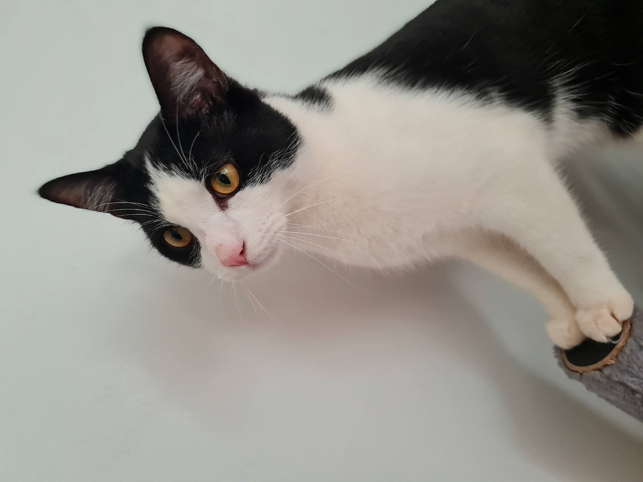 Reggie is registered to the contest to win money with this photo: carnivore, cat, domestic_short_haired_cat, felidae, fur, monochrome_photography, small_to_medium_sized_cats, snout, tail, whiskers