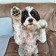 Belle participe au concours pour gagner de l'argent avec cette photo : dog, pet, animal, fluffy, black_and_white, curly_fur, sitting, couch, indoors, portrait, front_view, raised_paw, paw, cute, playful, brown_couch, home, furry, companion, photography