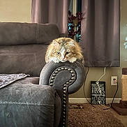 Mj. joined the competition — help win amazing prizes! cat, fluffy_cat, couch, armrest, living_room, curtains, carpet, decor, sign, plug, power_outlet, scratching_post, furniture, pet, indoor, resting, relaxed, feline, home, cozy