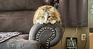Mj. joined the competition — help win amazing prizes! armrest, carpet, cat, couch, cozy, curtains, decor, feline, fluffy_cat, furniture, home, indoor, living_room, pet, plug, power_outlet, relaxed, resting, scratching_post, sign