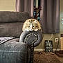 cat, fluffy_cat, couch, armrest, living_room, curtains, carpet, decor, sign, plug, power_outlet, scratching_post, furniture, pet, indoor, resting, relaxed, feline, home, cozy