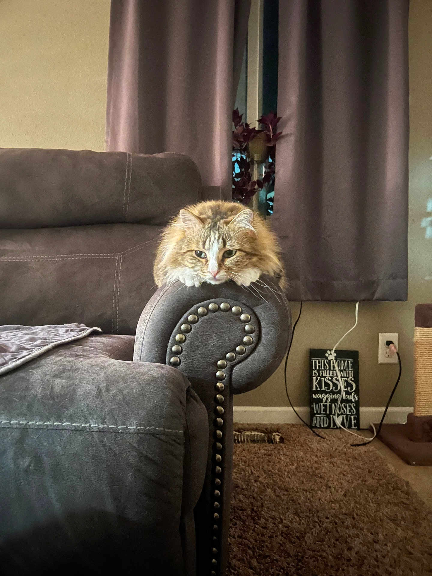 Mj. joined the competition — help win amazing prizes! cat, fluffy_cat, couch, armrest, living_room, curtains, carpet, decor, sign, plug, power_outlet, scratching_post, furniture, pet, indoor, resting, relaxed, feline, home, cozy