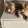 Mj. is registered to the contest to win money with this photo: animal, cabinet, cat, cozy, fluffy, furniture, home, indoors, long_hair, pet, pink_nose, portrait, relaxed, resting, sleeping, sunlight, tabby, whiskers, white_paws, white_surface