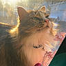 Mj. joined the competition — help win amazing prizes! animal, cat, decoration, festive, fluffy, golden_hour, green_eyes, holiday, indoor, long_hair, ornament, pet, pink_nose, portrait, sitting, sunlight, tabby, whiskers, white_chest, window