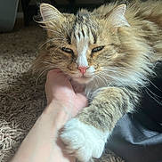 Mj. joined the competition — help win amazing prizes! animal, brown, carpet, cat, chin_scratch, close_up, ears, fluffy, golden, hand, indoor, longhaired, paws, pet, portrait, relaxed, sleepy, tabby, whiskers, white