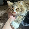 animal, brown, carpet, cat, chin_scratch, close_up, ears, fluffy, golden, hand, indoor, longhaired, paws, pet, portrait, relaxed, sleepy, tabby, whiskers, white