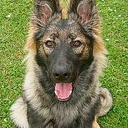 Savanna a rejoint le concours — aidez-le/la à gagner de superbes lots ! alert, animal, black, brown, canine, closeup, dog, ears, friendly, fur, german_shepherd, grass, happy, looking_at_camera, mouth_open, nature, outdoor, pet, sitting, tongue