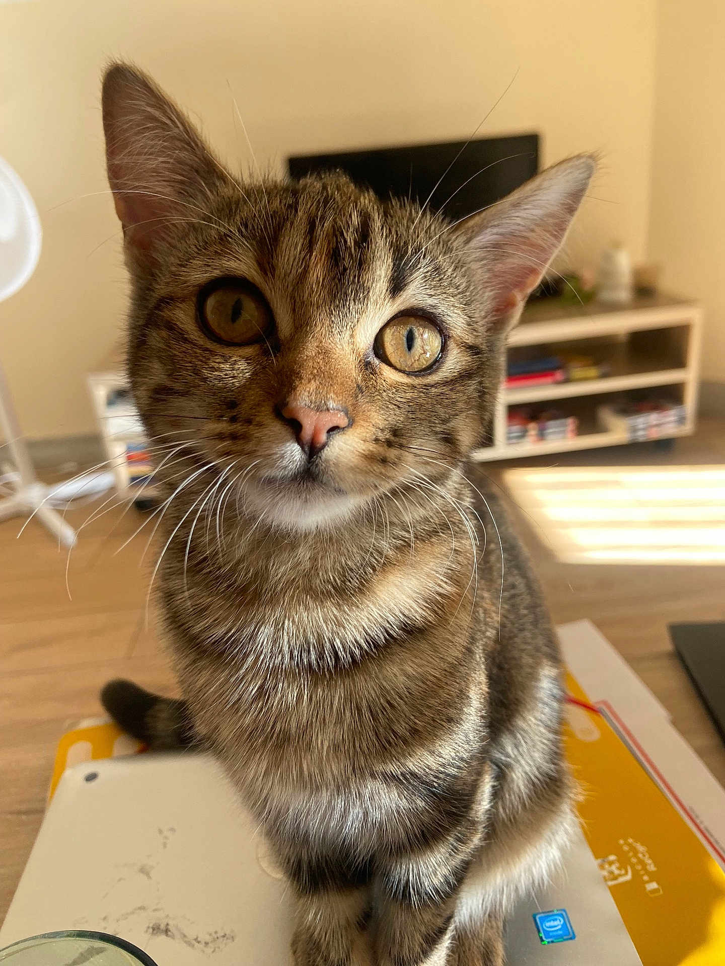 Rocket participe au concours pour gagner de l'argent avec cette photo : cat, kitten, tabby, pet, animal, close_up, indoor, living_room, laptop, curious, feline, whiskers, ears, eyes, fur, cute, domestic, sunlight, table, household