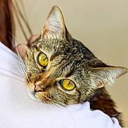 Rocket a rejoint le concours — aidez-le/la à gagner de superbes lots ! cat, tabby_cat, yellow_eyes, close_up, pet, animal, fur, whiskers, person, shoulder, portrait, domestic_cat, indoor, cute, face, mammal, feline, looking, resting, soft_background