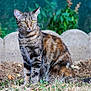 Rocket participe au concours pour gagner de l'argent avec cette photo : cat, tabby, animal, pet, outdoor, grass, garden, nature, feline, whiskers, ears, eyes, fur, sitting, alert, mammal, brown, yellow_eyes, stone_border, background_blur