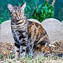 Rocket a rejoint le concours — aidez-le/la à gagner de superbes lots ! cat, tabby, animal, outdoor, grass, greenery, nature, pet, fur, mammal, alert, wildlife, sitting, garden, portrait, eyes, whiskers, tail, background, stone