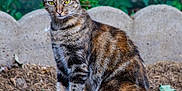Rocket a rejoint le concours — aidez-le/la à gagner de superbes lots ! cat, tabby, animal, pet, outdoor, grass, stone_border, nature, feline, fur, yellow_eyes, alert, sitting, ground, whiskers, ears, tail, daylight, mammal, wildlife