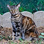 cat, tabby, animal, pet, outdoor, grass, stone_border, nature, feline, fur, yellow_eyes, alert, sitting, ground, whiskers, ears, tail, daylight, mammal, wildlife