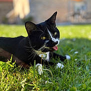 Gaufrette a rejoint le concours — aidez-le/la à gagner de superbes lots ! cat, black_and_white_cat, grass, daisies, flower, blep, outdoor, nature, sunlight, pet, animal, whiskers, ears, tongue, close_up, relaxing, summer, greenery, feline, playful