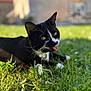 Gaufrette a rejoint le concours — aidez-le/la à gagner de superbes lots ! cat, black_and_white_cat, grass, daisies, flower, blep, outdoor, nature, sunlight, pet, animal, whiskers, ears, tongue, close_up, relaxing, summer, greenery, feline, playful