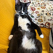 Gaufrette a rejoint le concours — aidez-le/la à gagner de superbes lots ! cat, black_and_white, relaxed, lounge, couch, yellow_couch, floral_pillow, indoor, pet, fur, whiskers, paw, feline, home, cozy, rest, sleepy, animal, domestic_cat, comfort