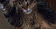Nezuko participe au concours pour gagner de l'argent avec cette photo : animal, cat, closeup, companion, cute, domestic_cat, feline, fluffy, fur, hand, indoor, mammal, paw, pet, relaxing, resting, sleepy, tabby, whiskers, wooden_table