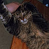 animal, cat, closeup, companion, cute, domestic_cat, feline, fluffy, fur, hand, indoor, mammal, paw, pet, relaxing, resting, sleepy, tabby, whiskers, wooden_table
