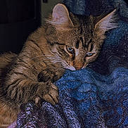 Nezuko participe au concours pour gagner de l'argent avec cette photo : cat, tabby, feline, pet, animal, whiskers, ears, claws, paws, blanket, texture, blue, cozy, indoor, fur, closeup, cute, resting, curious, soft