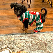 Bean joined the competition — help win amazing prizes! dog, puppy, pet_clothing, striped_outfit, indoor, wood_floor, rug, furniture, small_dog, curious, black_dog, brown_paws, tail_up, standing, home, cozy, domestic, cute, animal, companion