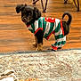 dog, puppy, pet_clothing, striped_outfit, indoor, wood_floor, rug, furniture, small_dog, curious, black_dog, brown_paws, tail_up, standing, home, cozy, domestic, cute, animal, companion