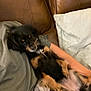 Bean is registered to the contest to win money with this photo: dog, black_and_tan, pet, couch, leather, pillow, blanket, person, lap, relaxed, indoor, furniture, cozy, resting, fur, animal, comfort, home, casual, seated
