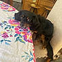 Bean is registered to the contest to win money with this photo: dog, chair, tablecloth, flower_pattern, kitchen, wooden_cabinet, stool, floor, pet, resting, curious, indoor, furniture, animal, brown, black, small_dog, cozy, domestic, cute